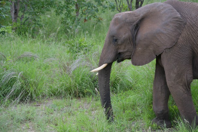 070 - Parc National de Chobe (Botswana)