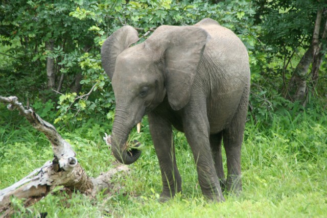 080 - Parc National de Chobe (Botswana)