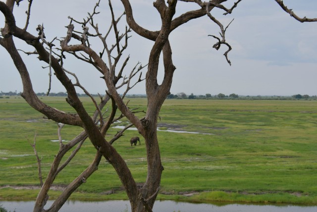 088 - Parc National de Chobe (Botswana)