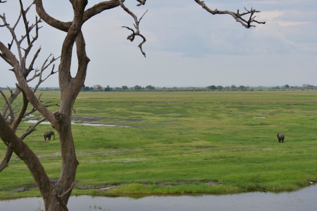 089 - Parc National de Chobe (Botswana)