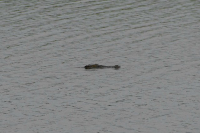 094 - Parc National de Chobe (Botswana)