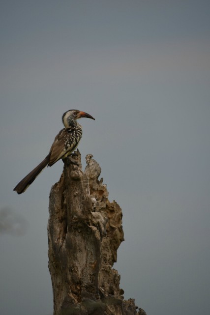 098 - Parc National de Chobe (Botswana)