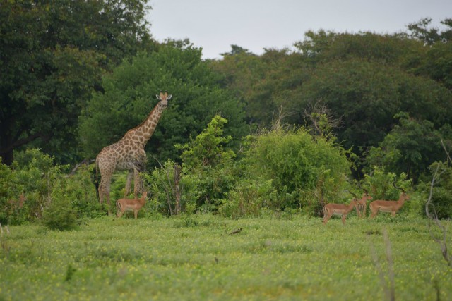 102 - Parc National de Chobe (Botswana)