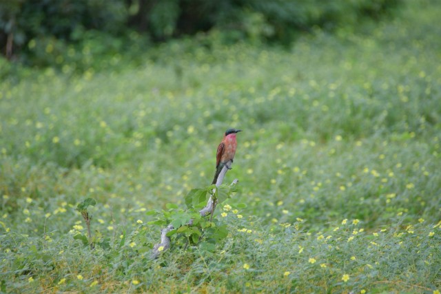 108 - Parc National de Chobe (Botswana)