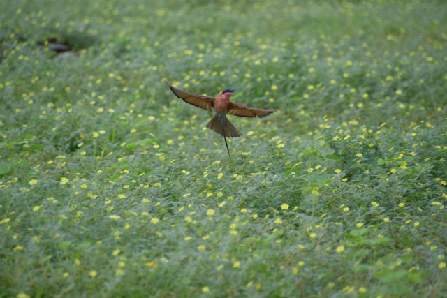 110 - Parc National de Chobe (Botswana)