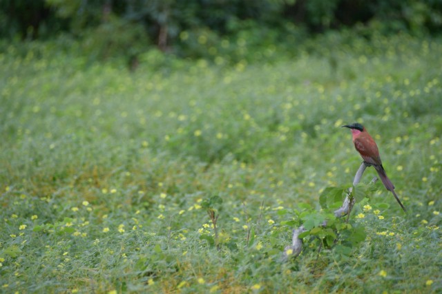 111 - Parc National de Chobe (Botswana)