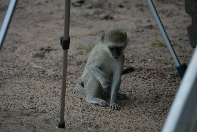 115 - Parc National de Chobe (Botswana)