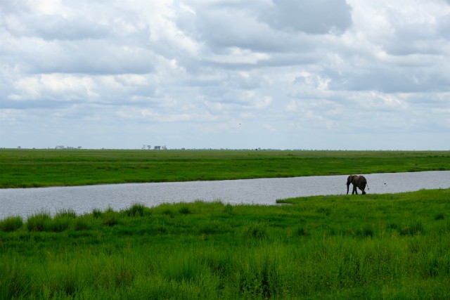 122 - Parc National de Chobe (Botswana)