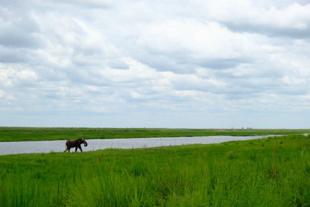 125 - Parc National de Chobe (Botswana)