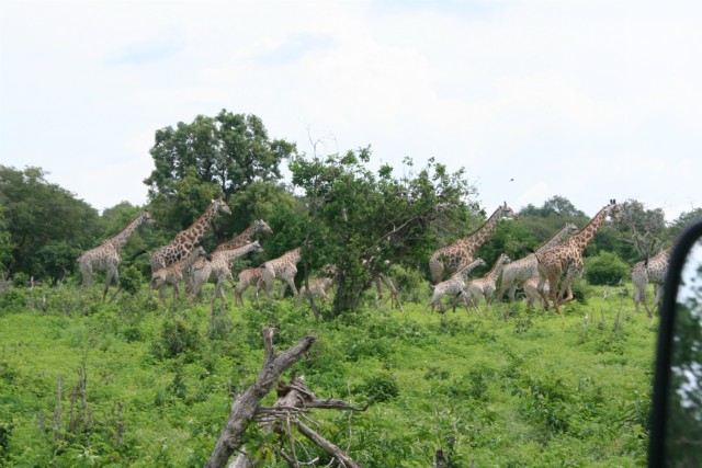131 - Parc National de Chobe (Botswana)