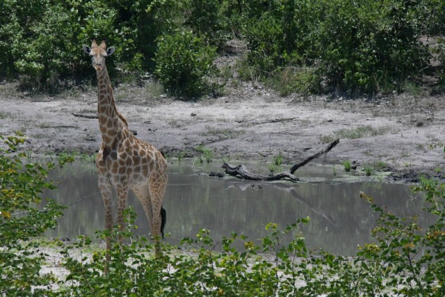 176 - Parc National de Chobe (Botswana)
