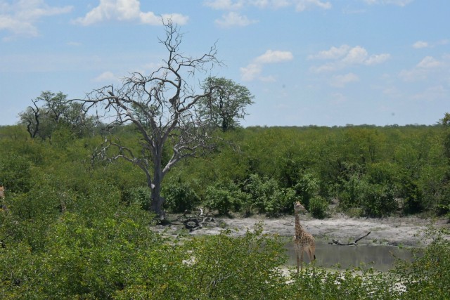 177 - Parc National de Chobe (Botswana)