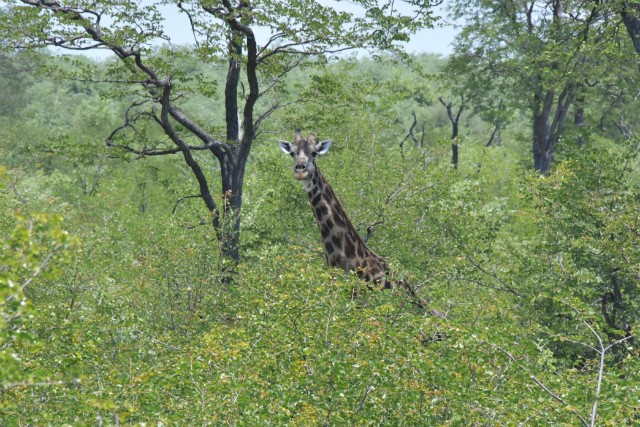 182 - Parc National de Chobe (Botswana)