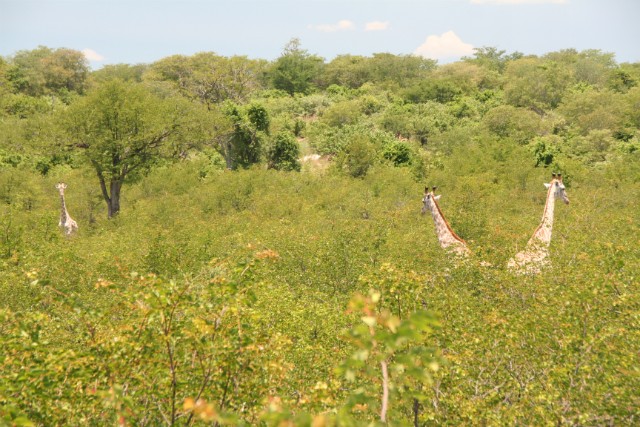 184 - Parc National de Chobe (Botswana)