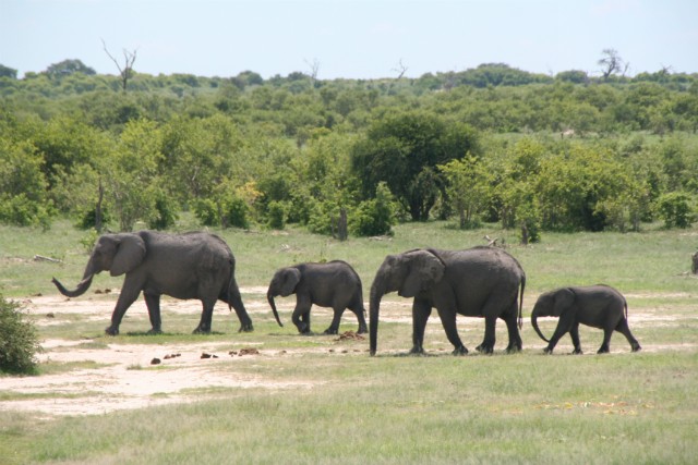 187 - Parc National de Chobe (Botswana)