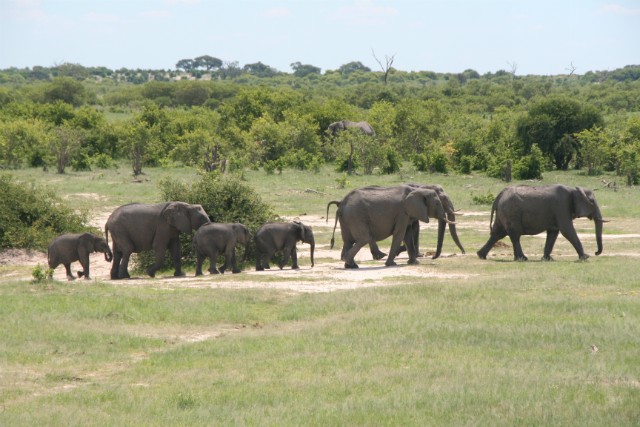 188 - Parc National de Chobe (Botswana)