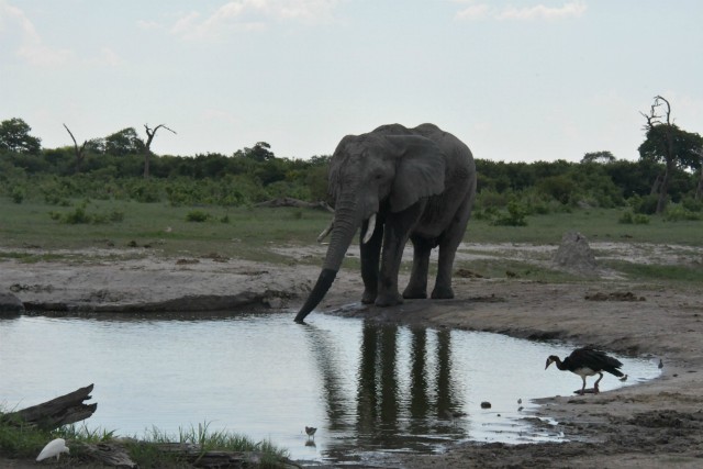 191 - Parc National de Chobe (Botswana)