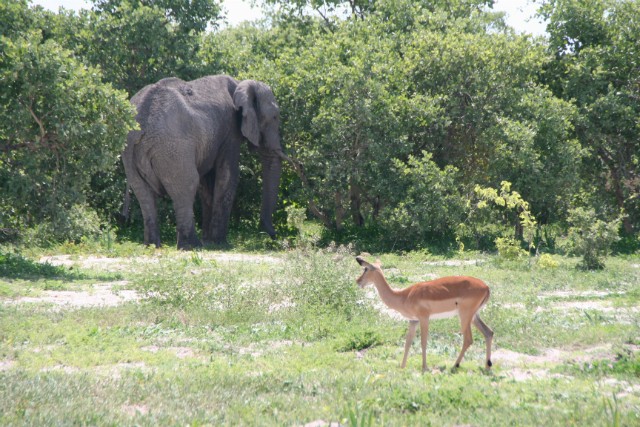 193 - Parc National de Chobe (Botswana)