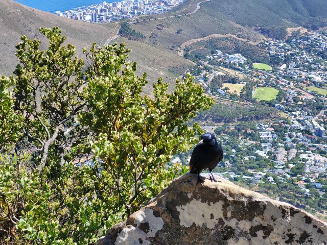 239 - Cape Town (Table Mountain)