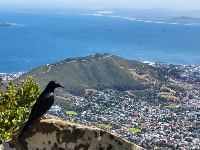 241 - Cape Town (Table Mountain)